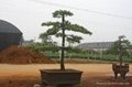 Podocarpus-- Single Bonsai 1