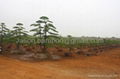罗汉松、发财树、富贵竹--罗汉松盆景 4