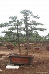 羅漢松、富貴竹、發財樹--雙枝盆景