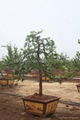 羅漢松、富貴竹、發財樹--雙枝盆景 3