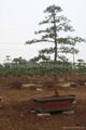 羅漢松、富貴竹、發財樹--雙枝盆景 4