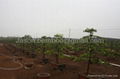 羅漢松、富貴竹、發財樹--雙枝盆景 5
