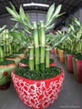 Lucky Bamboo Combination 3