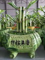 Lucky Bamboo Combination 4