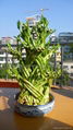 Lucky Bamboo、Dragon Tower 1