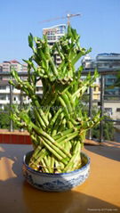 Lucky Bamboo、Dragon Tower