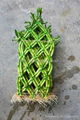 Lucky Bamboo、Knitted