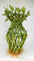 Lucky bamboo Vase