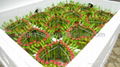 Lucky bamboo Heart Tower  5