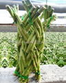 Lucky bamboo  Medium Braid  1