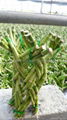 Lucky bamboo  Medium Braid  2