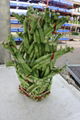 Lucky Bamboo、Dragon Tower 2