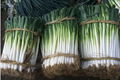 Fresh Green Onions