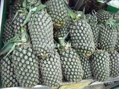 Fresh Pineapple