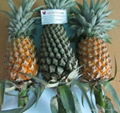 Fresh Pineapple 2