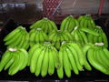 Green Banana 1