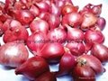 Vietnam Red Onion