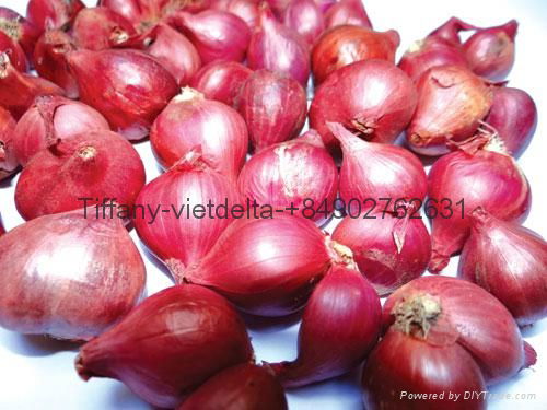 Vietnam Red Onion