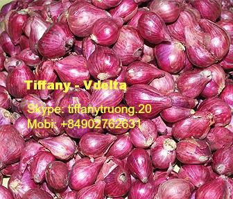 Vietnam Red Onion 2