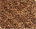 Roasted buckwheat kernels