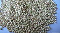 Buckwheat kernels 1