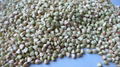 Buckwheat kernels 3