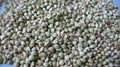 Buckwheat kernels 4