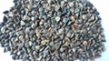 Raw buckwheat 3