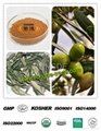 100% Natural High Qualified Olive Leaf Extract 10%-50% Hydroxytyrosol & Oleurope 1