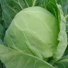 Fresh Cabbage