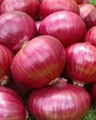 Red Onion