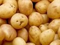 fresh potato 1