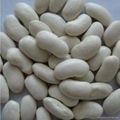 White kidney bean