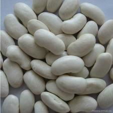 White kidney bean