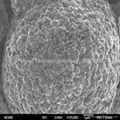 Lithium-Nickel-Manganese-Cobalt-Oxide (NMC) - PU50A 2