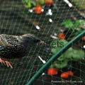 fruit tree netting 2