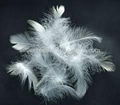 washed white duck feather