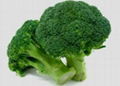 Broccoli 1