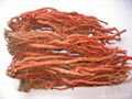 Salvia Multiorrhiza,Danshen,Red sage 1