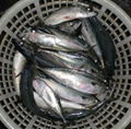 pacific mackerel(WR)