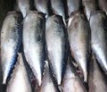 pacific mackerel(HGT)