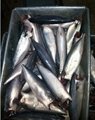 pacific mackerel(HGT) 2