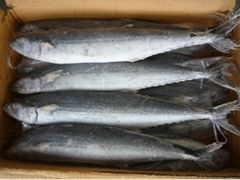 spanish mackerel(WR)