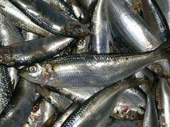 sardine