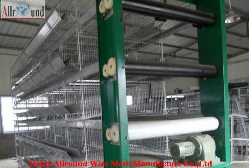 China automatic poultry equipment  4