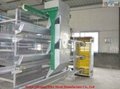 China automatic poultry equipment  5