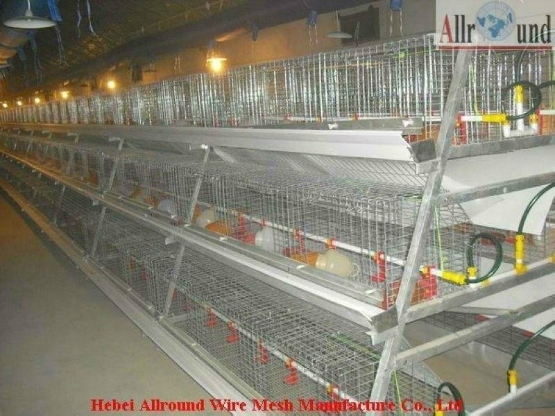 factory quality A type poultry cages  5