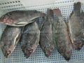 tilapia WGS(whole,gutted&scaled