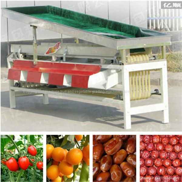 Jujube sorting machine factory price