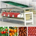 Cherry tomato sorting machine 2